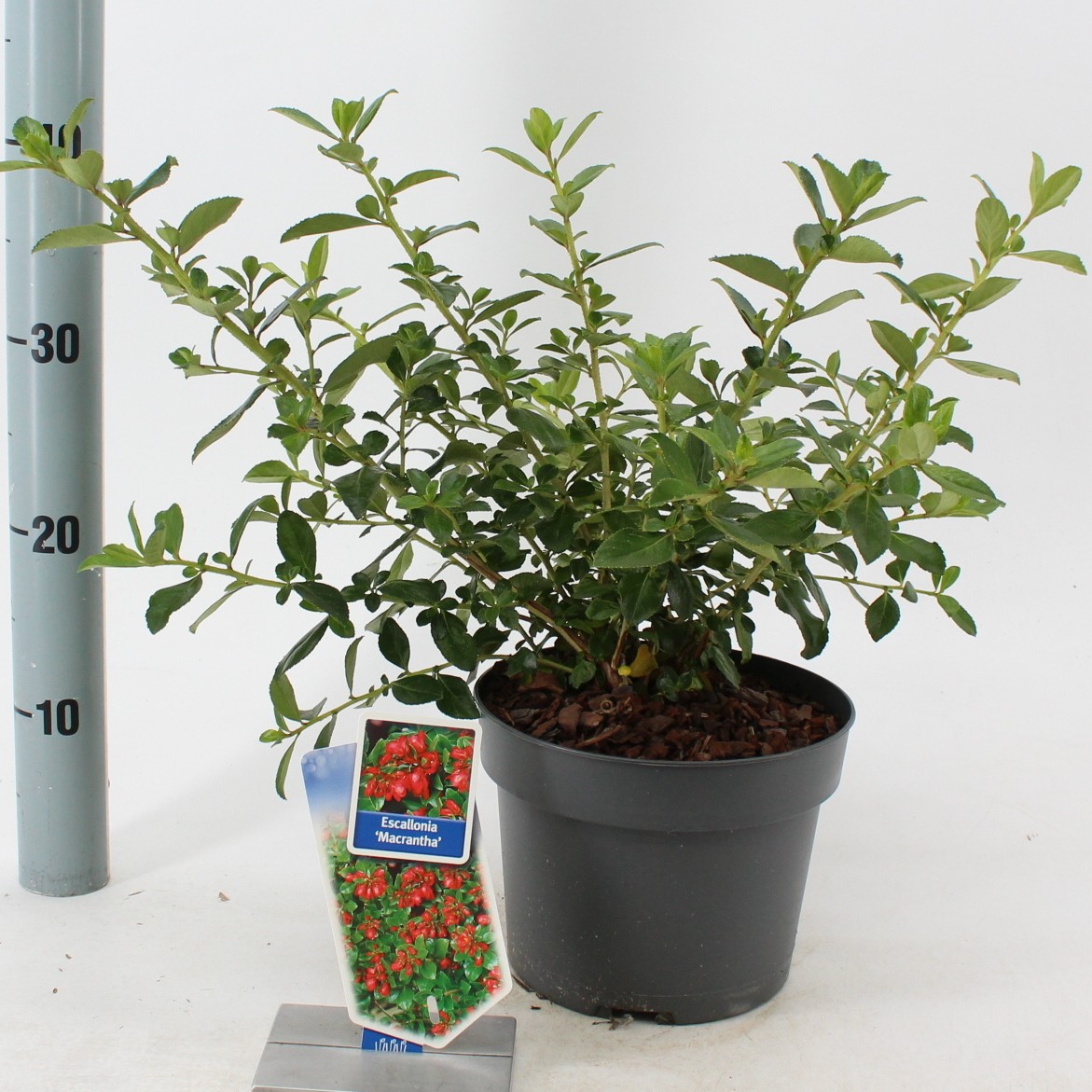 Picture of Escallonia rubra macrantha