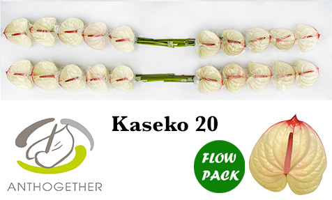 Anth A Kaseko