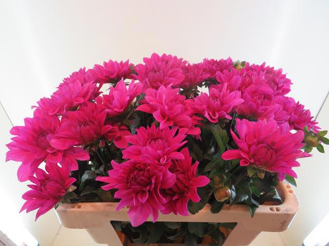 Dahlia 50cm
