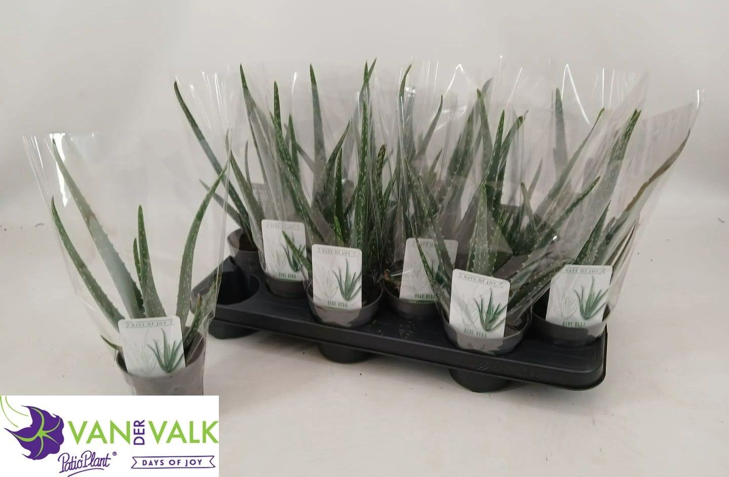 Aloe Vera 510P 35H