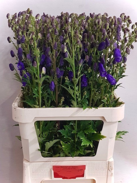 Aconitum Arensi 90cm