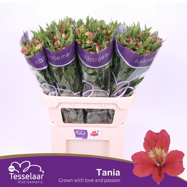 Alst Tania