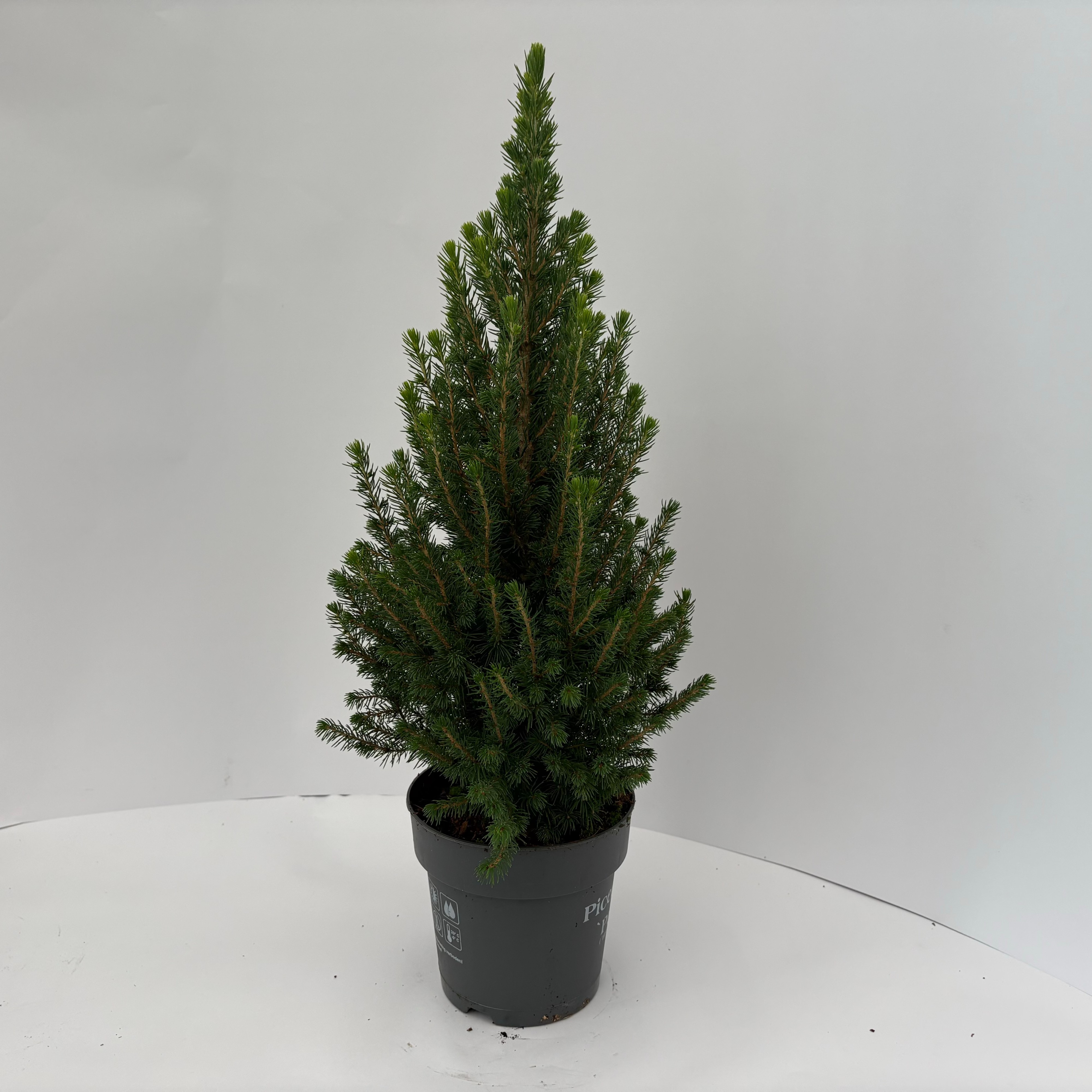 Picture of Picea Glauca Perfecta P15