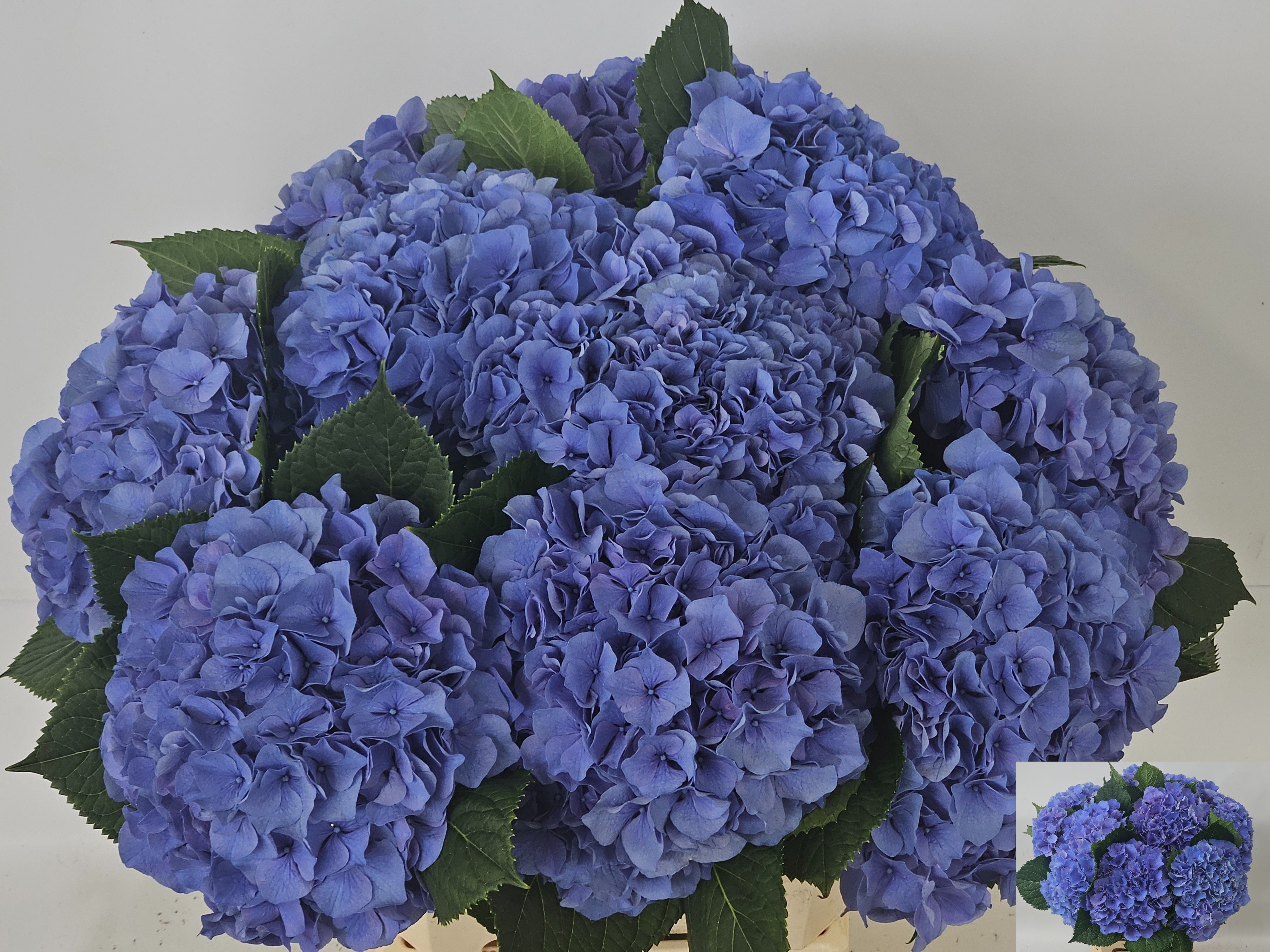Hydrangea Pompidou 60cm 19Ø