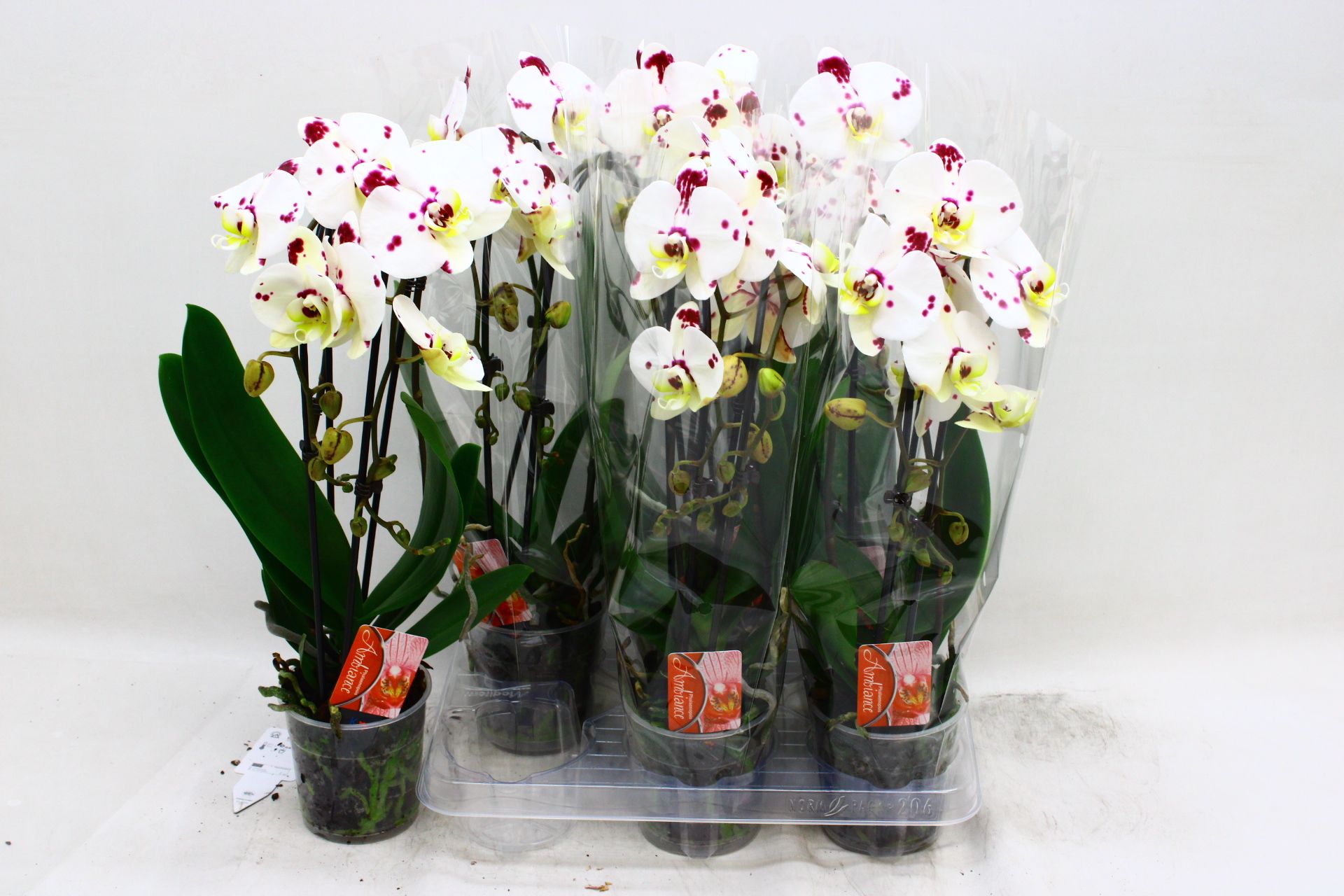 Phal El Cascade 12P 45H 2TAK 16bloem 23bloei