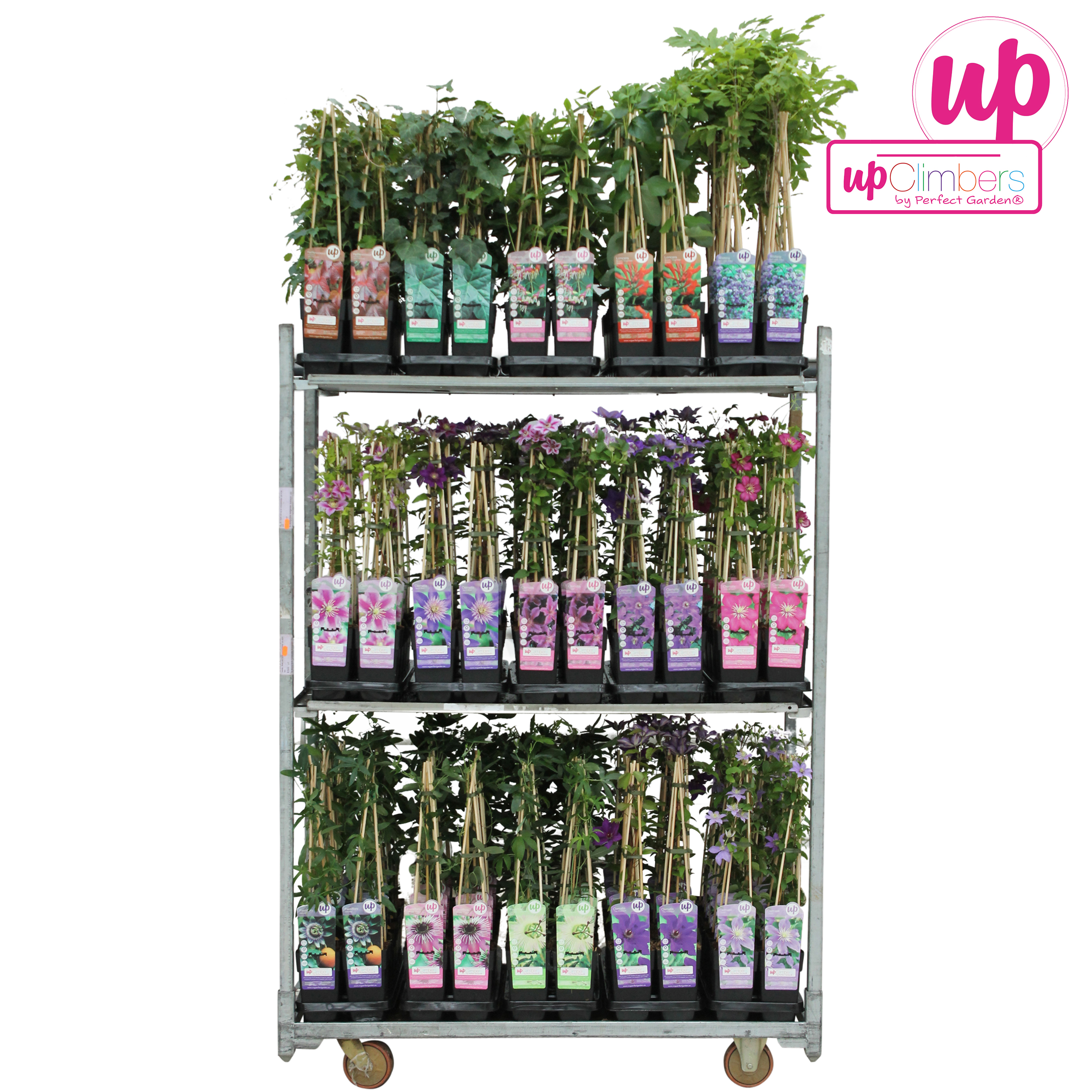 Picture of Klimplanten mix shelve standard P15