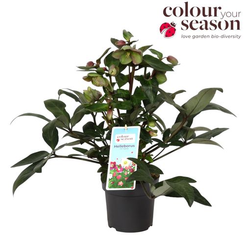 Helleborus x ericsmithii Valeria p15 Flevo