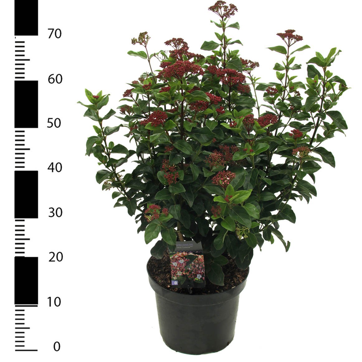 Picture of Viburnum tinus 'Lisarose'