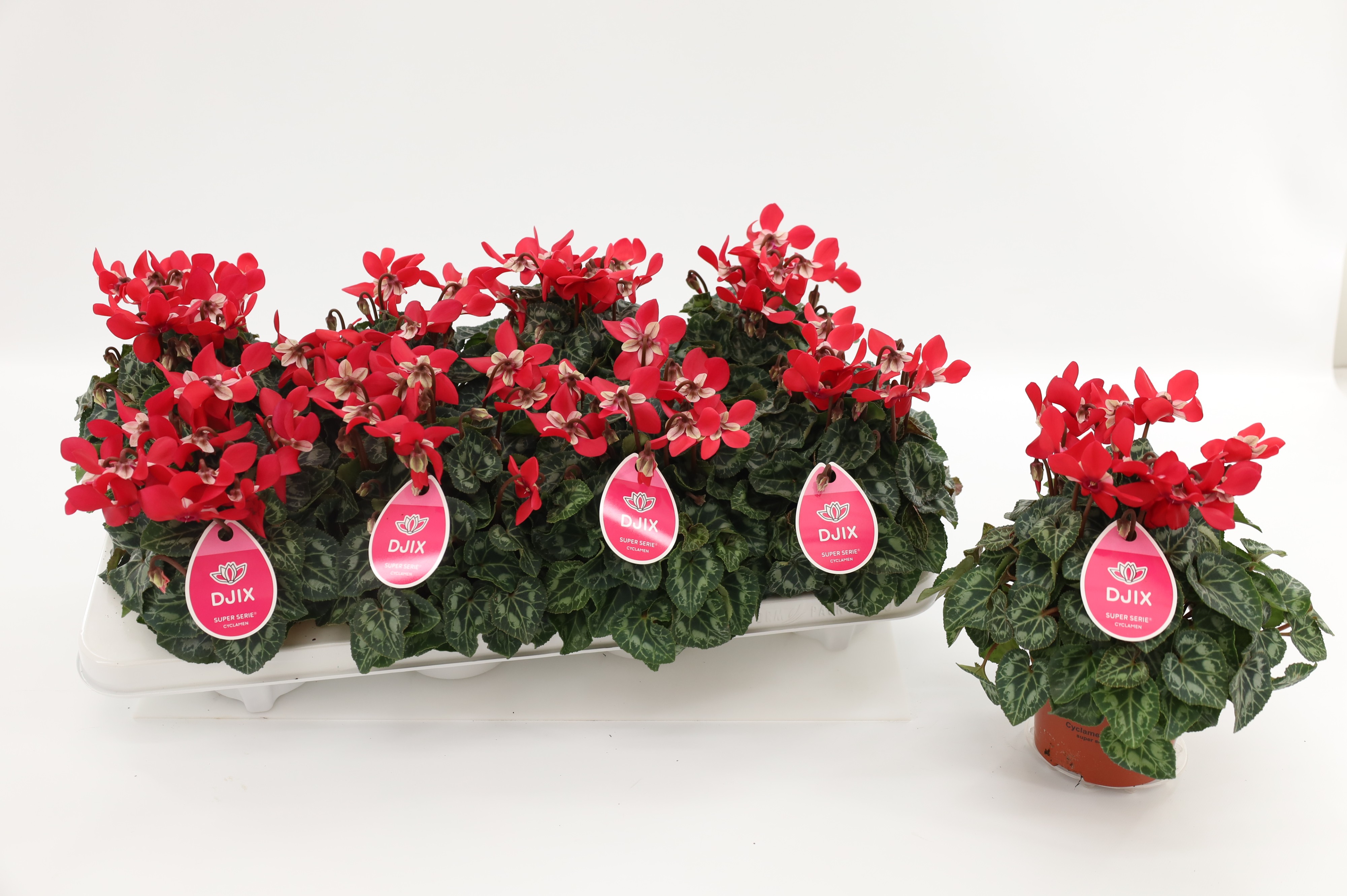 Picture of Cyclamen Djix Red P10.5 25CM