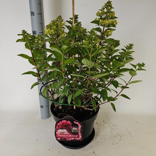 Hydrangea paniculata Diamant Rouge p29 Vlasveld