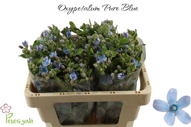Oxypetalum Coeruleum 50cm