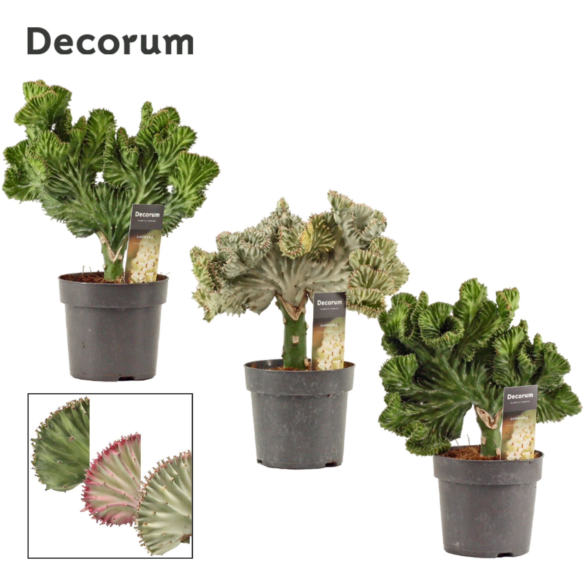 Euphorbia Lactea Mix (Decorum)