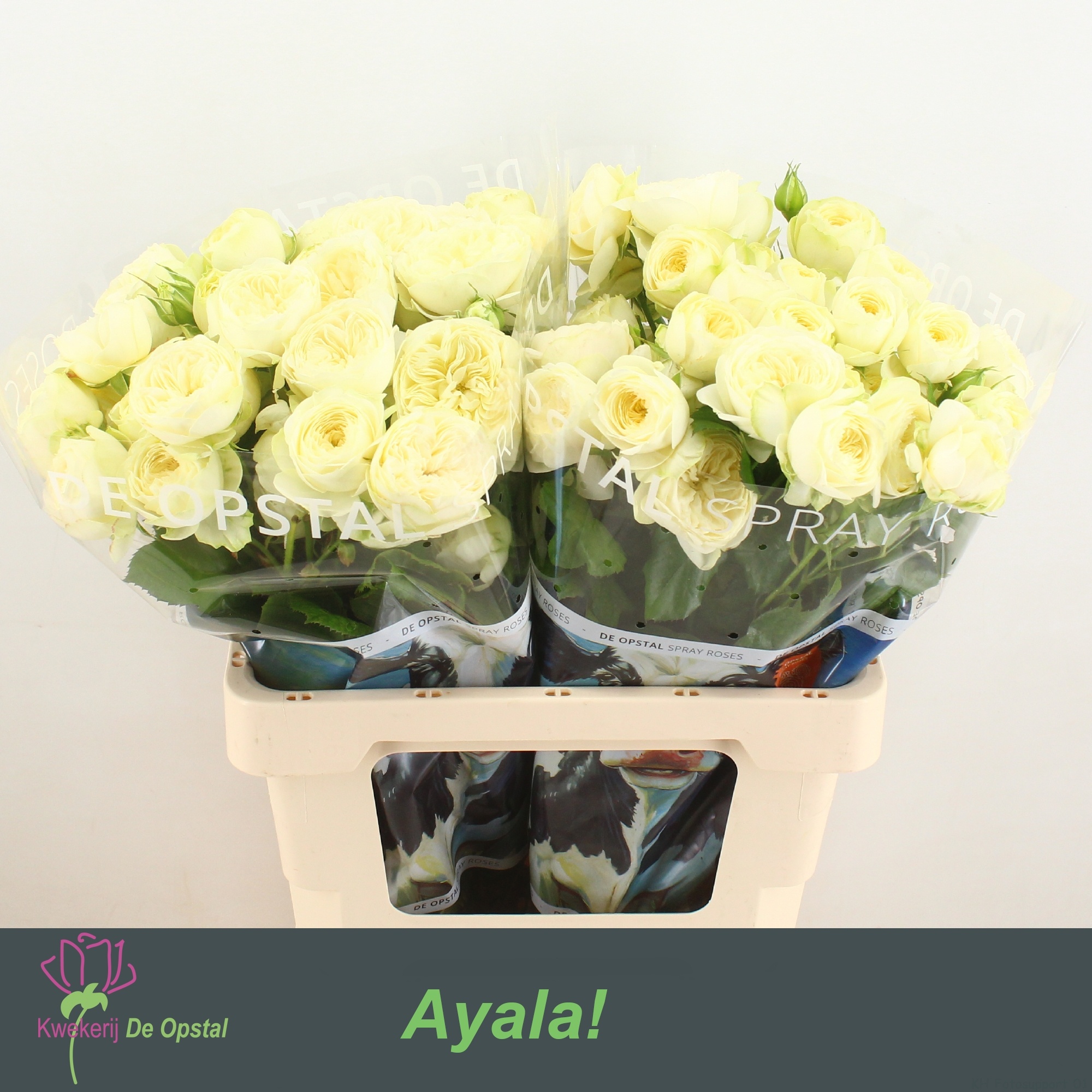R Tr Ayala!