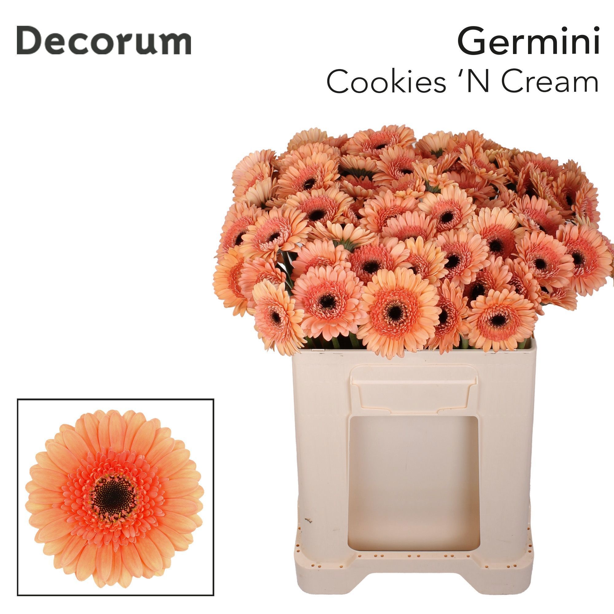 Ge Mi Cookie N Cream