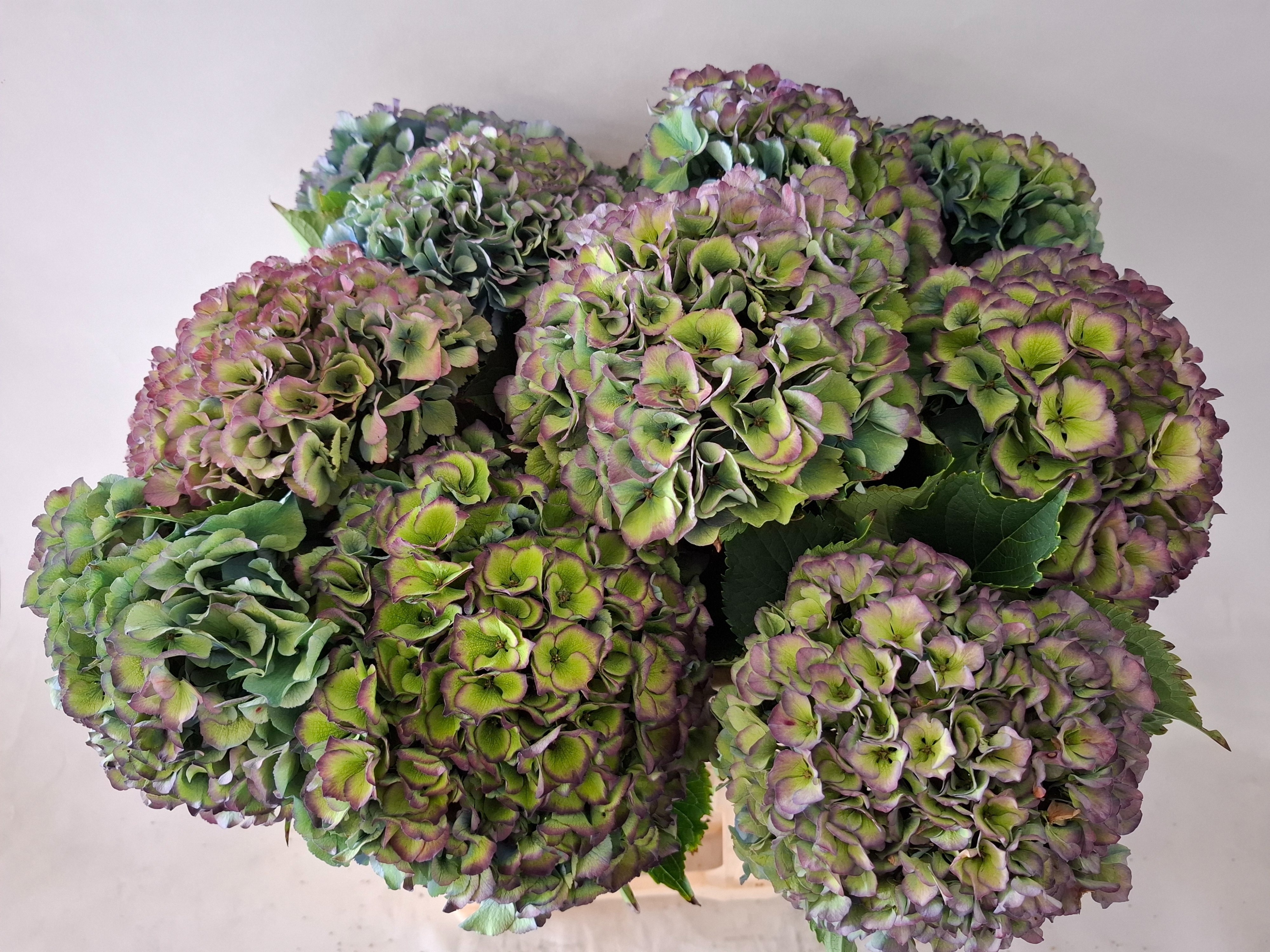 Hydrangea Royal Parade Classic 60cm 19Ø