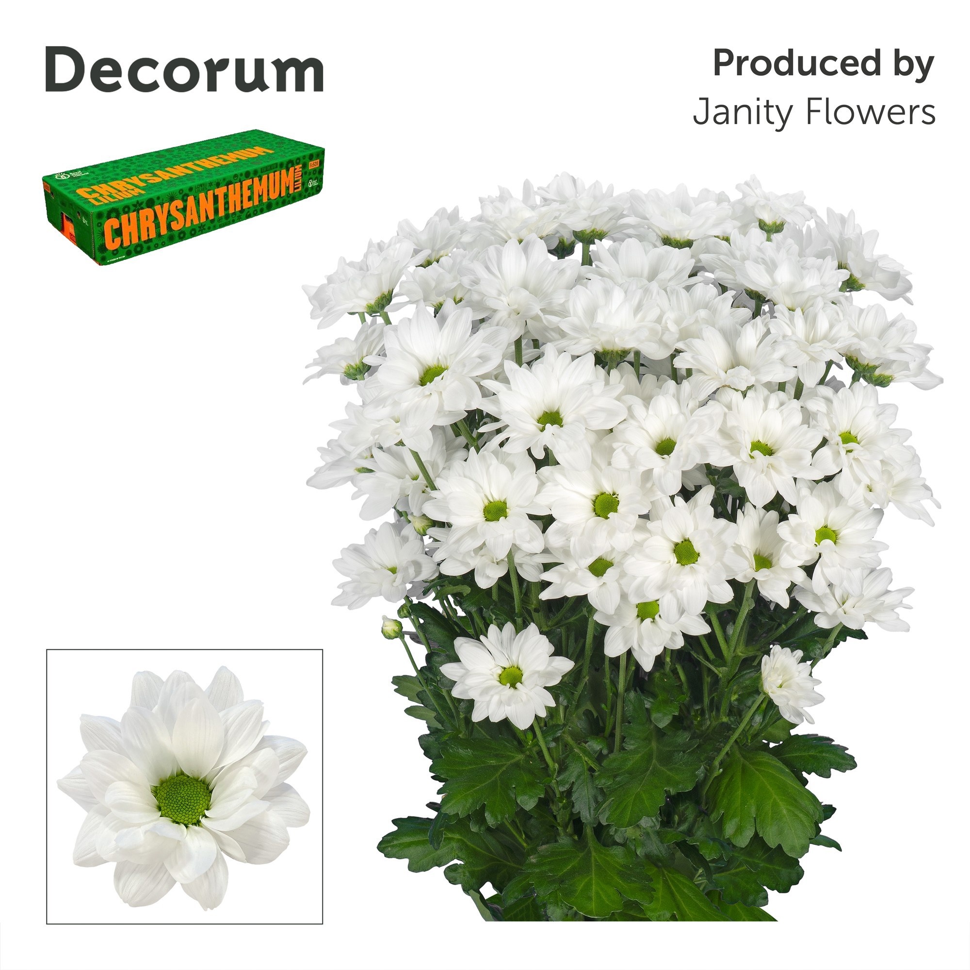 Chrys Spray Caroline 95gram