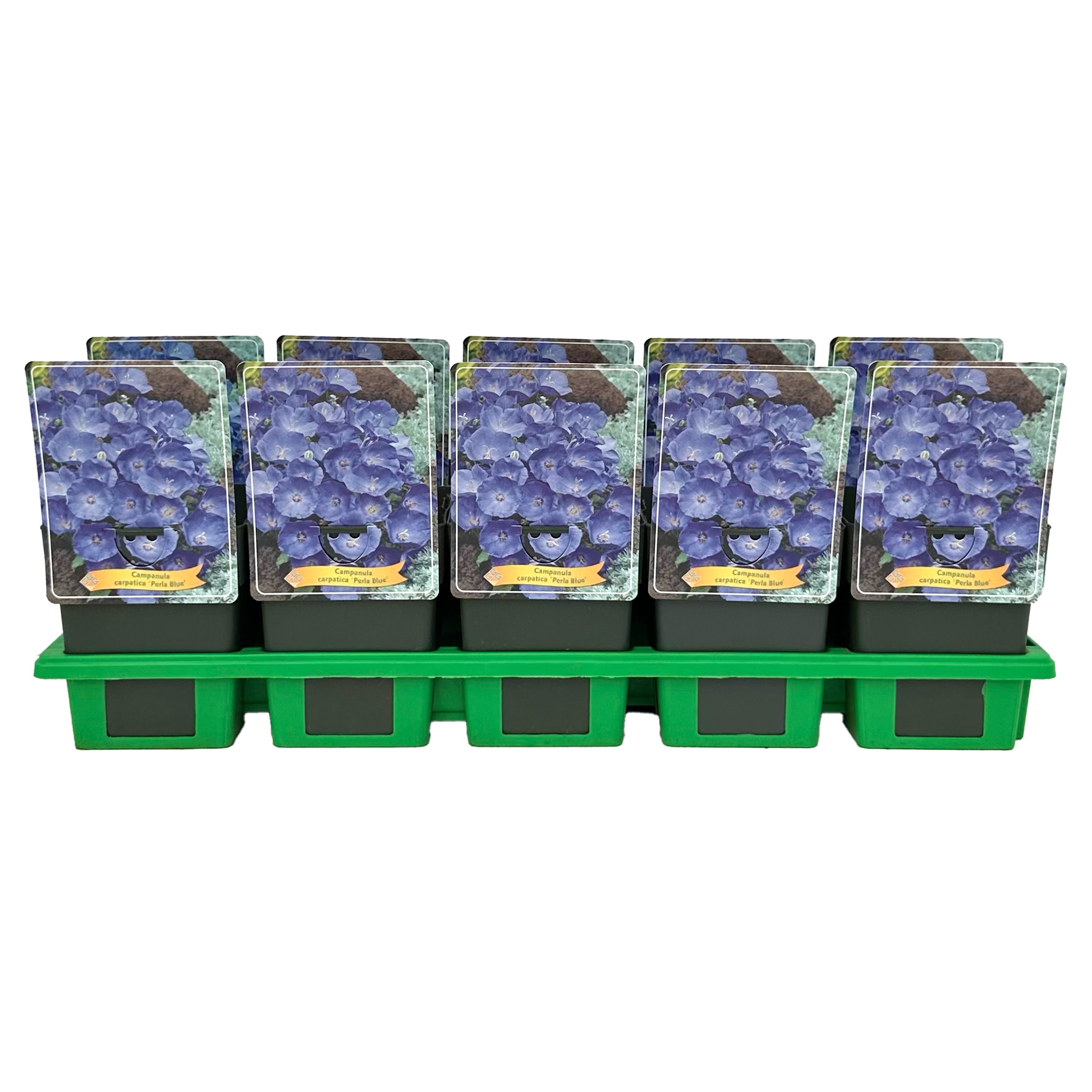 Campanula carpatica 'Perla Blue'