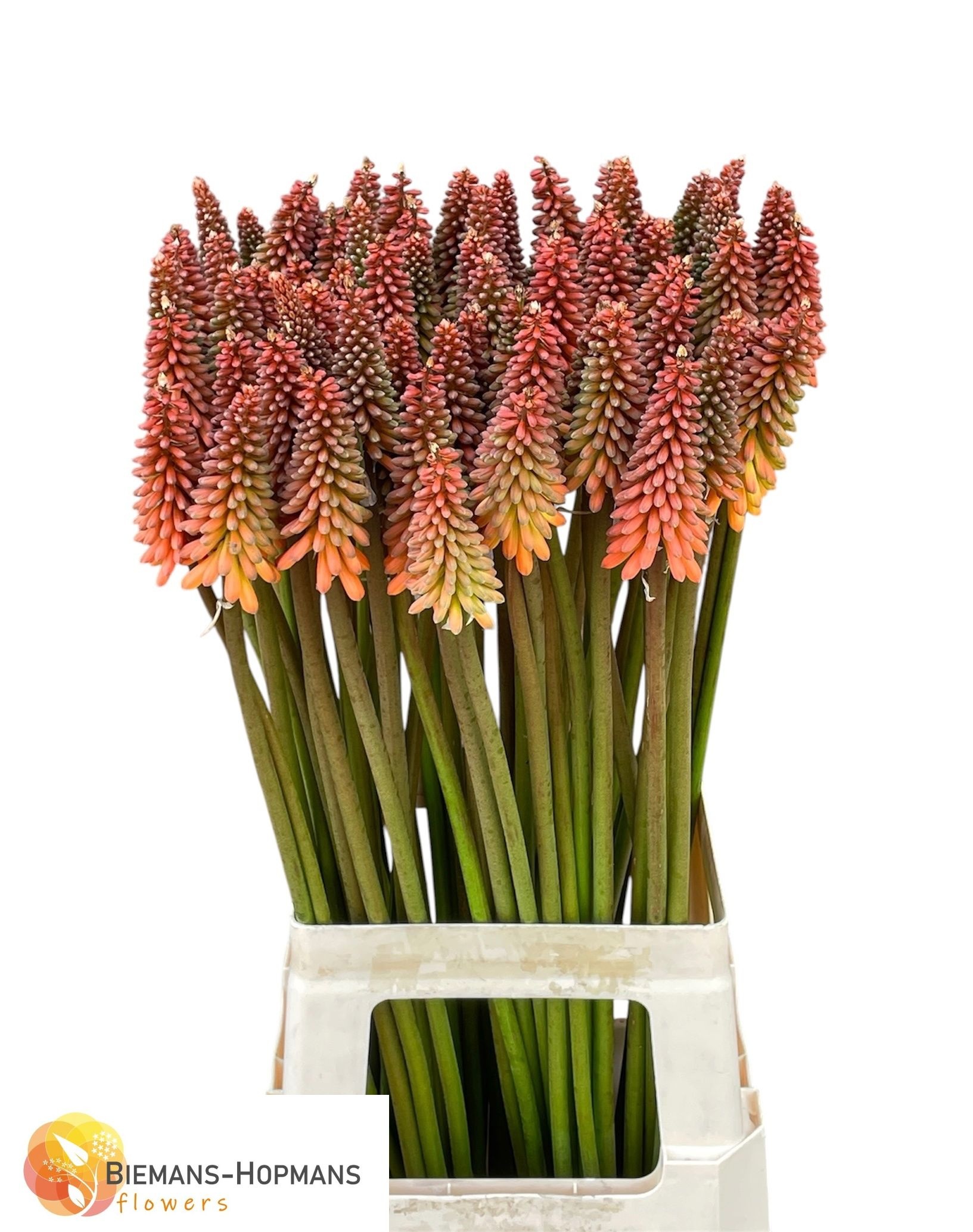 Kniphofia Alcazar 70cm