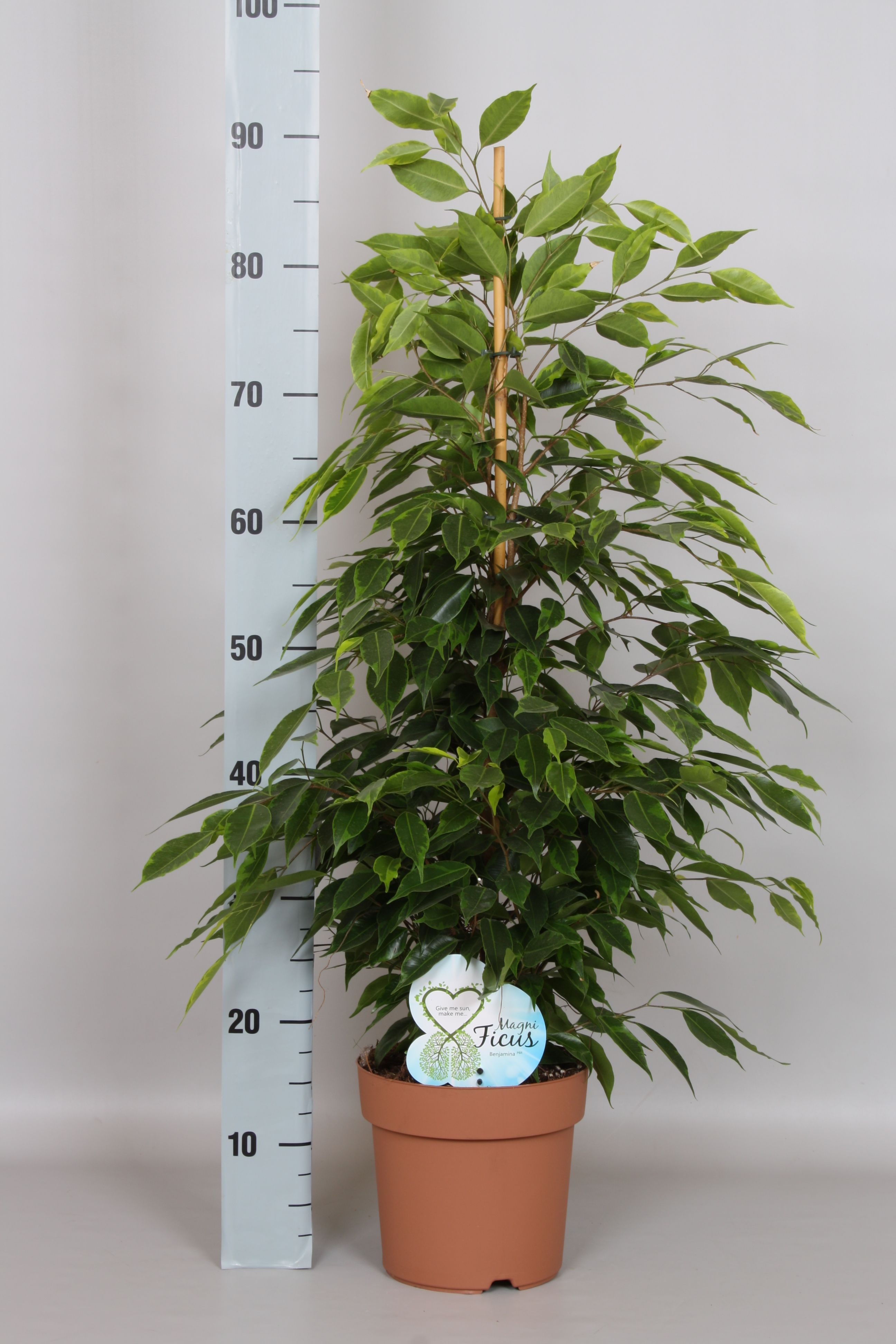 buddha temple plant Crassula 'Buddha's Temple'  Succulent Gardens