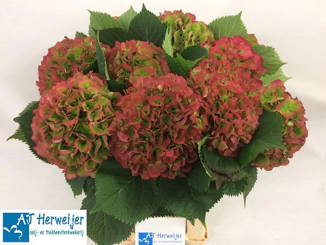 Hydrangea Elbtal Classic Pink 60cm 19Ø