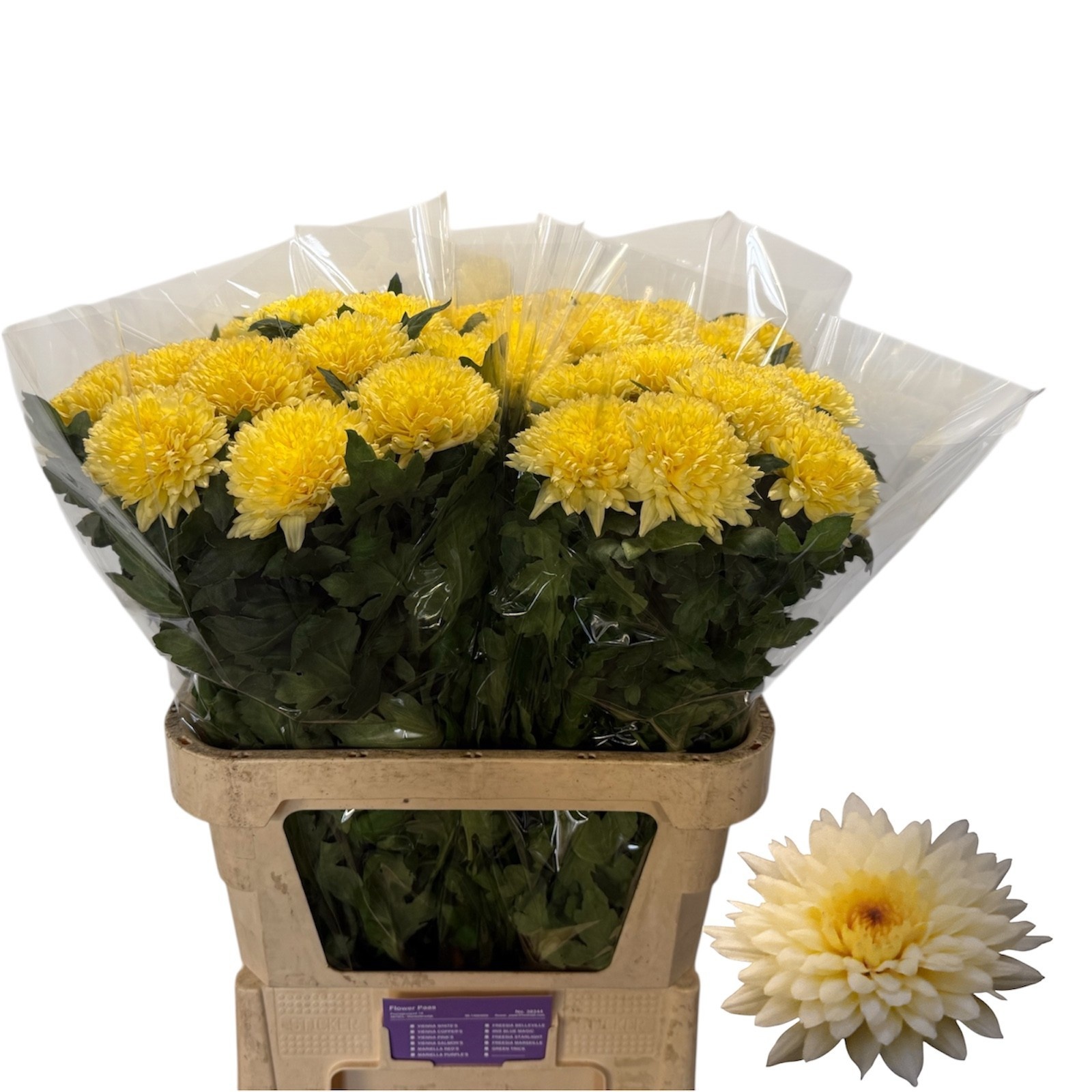 Chr G Yeti Beach 80cm 80gram