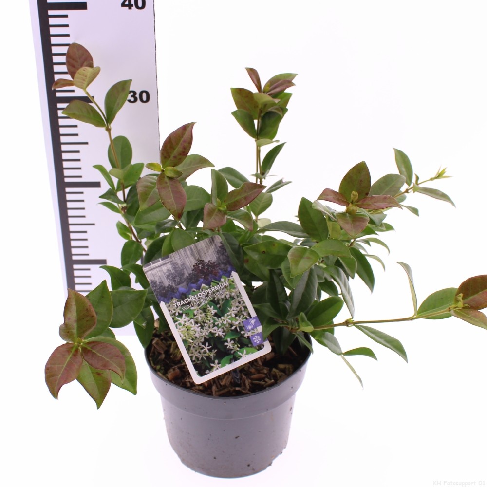 Picture of Trachelospermum Winter Ruby P17 (2 Ltr)