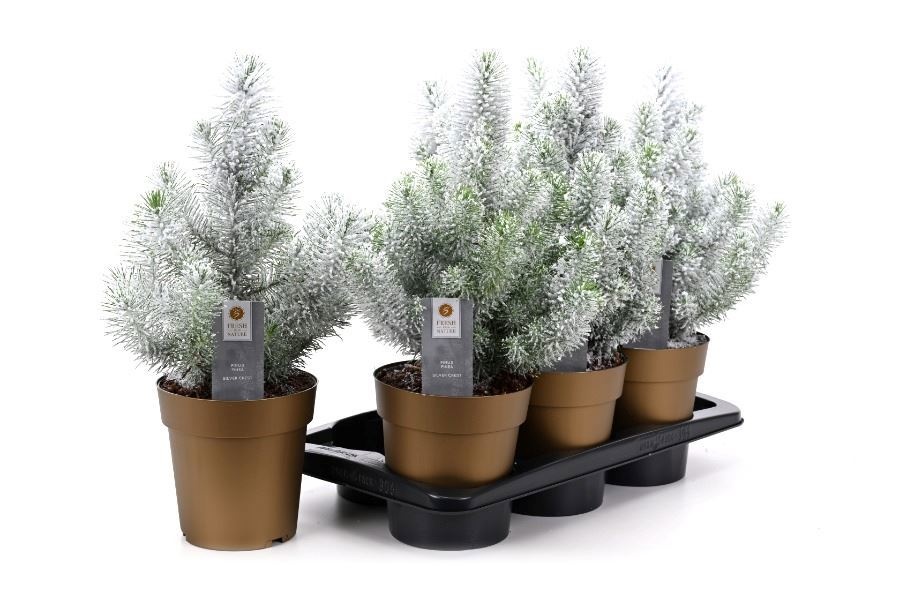 Pinus Silver Crest 17P 45H