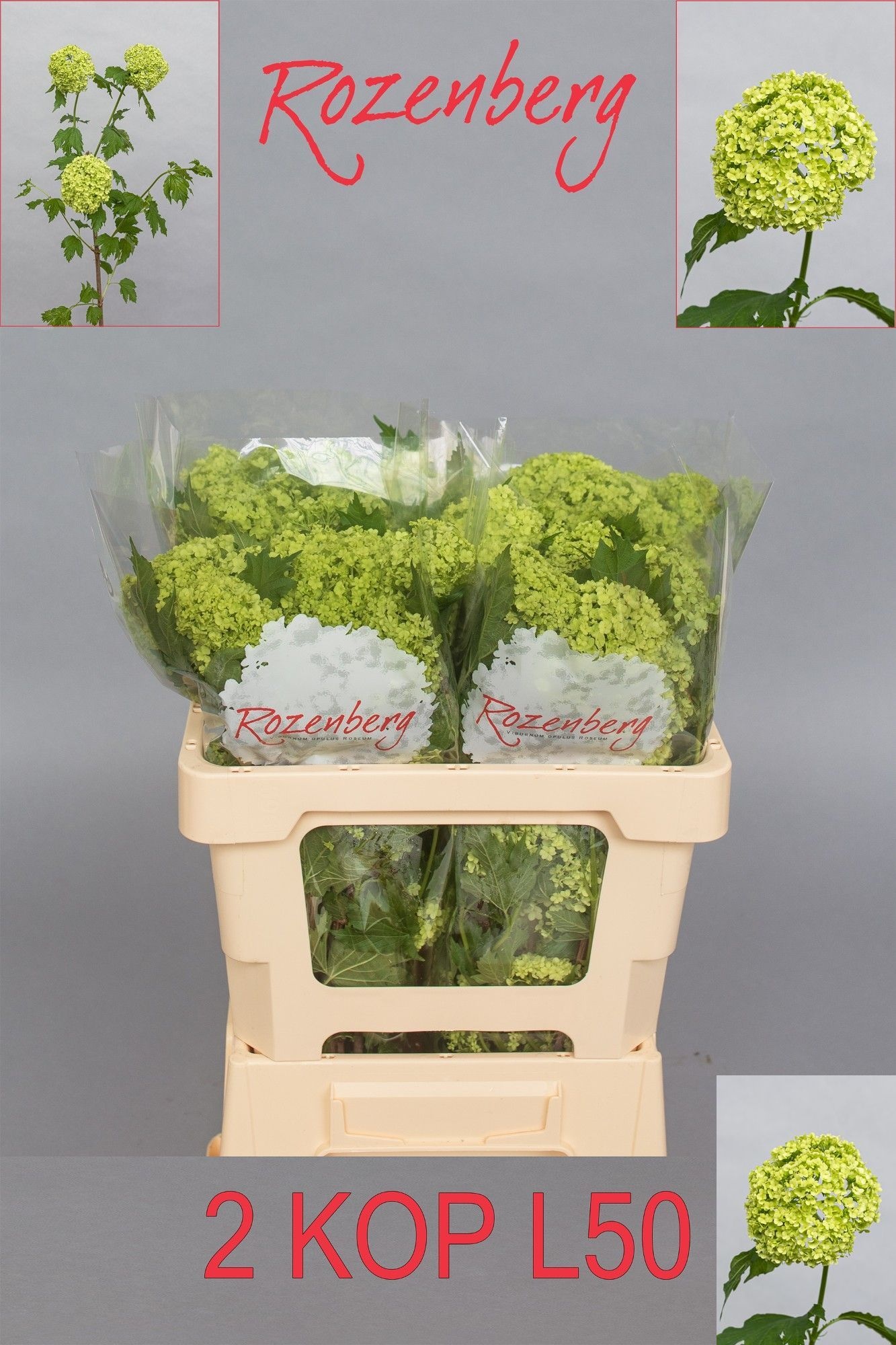 Viburnum Roseum 50cm 2