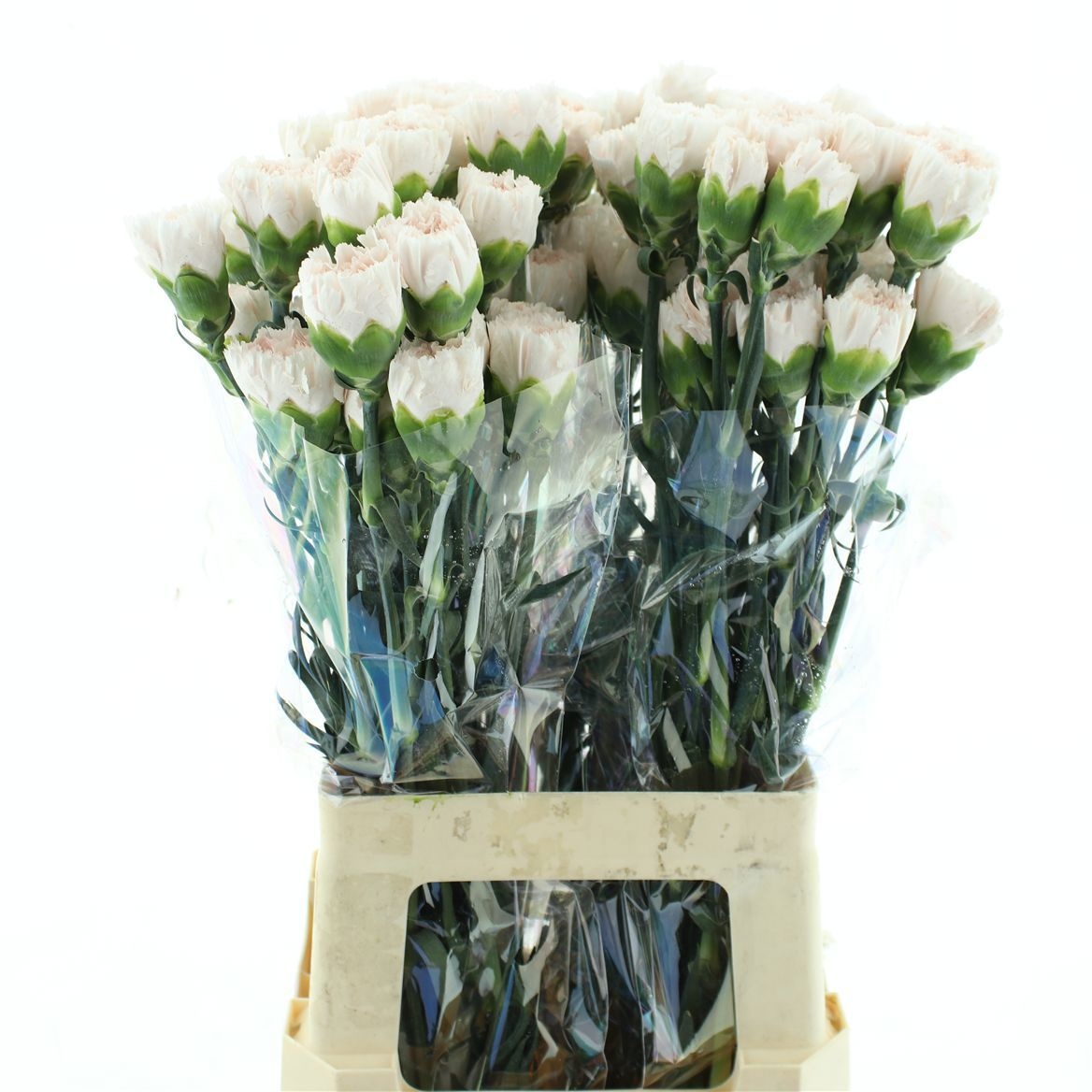 Dianthus St Brut 70cm