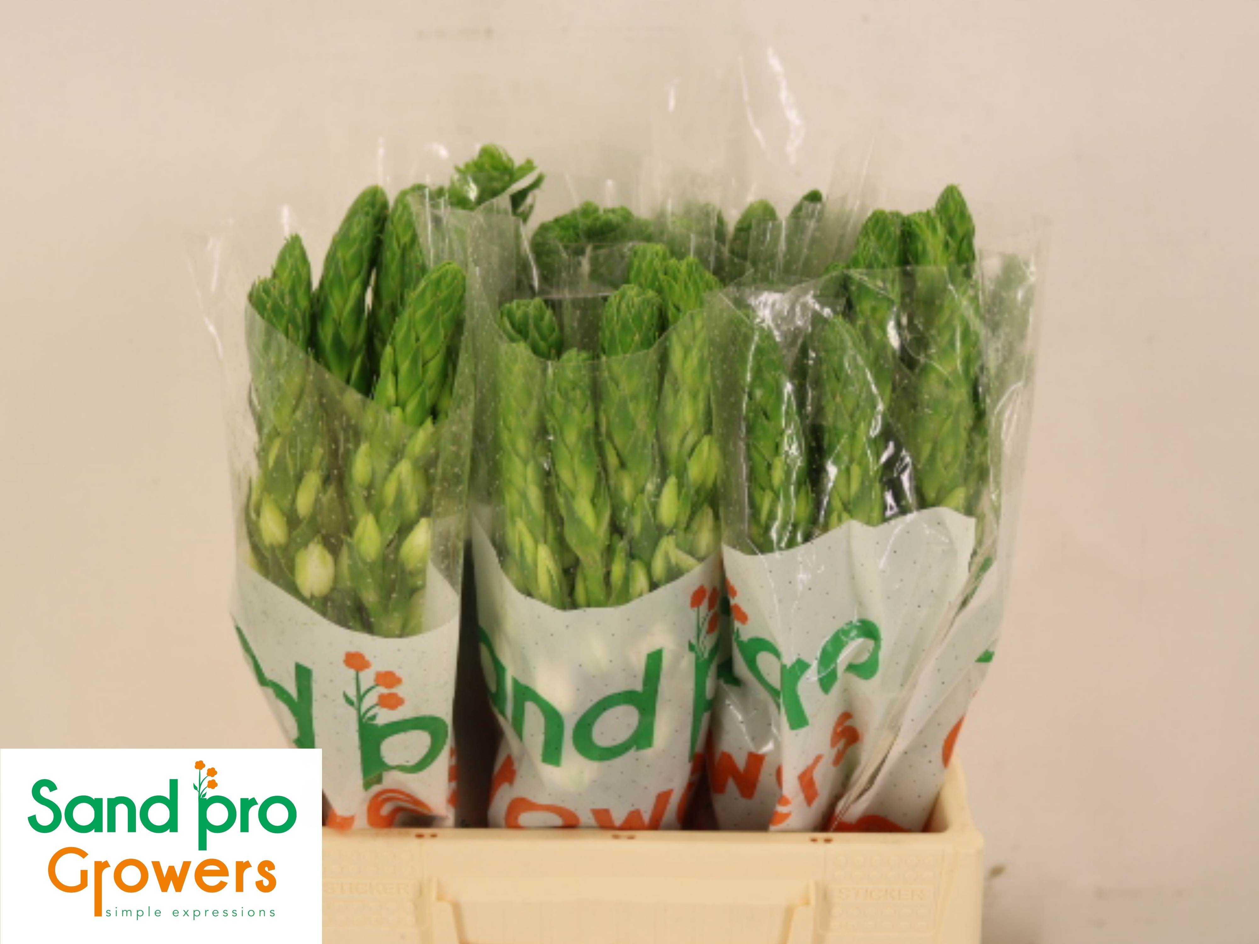 Ornithogalum Milky Way 40cm