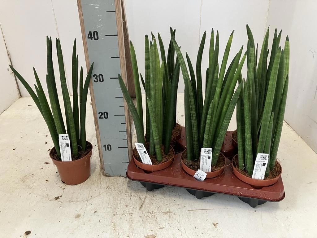 Sansev Cylindrica 12Ø 35cm