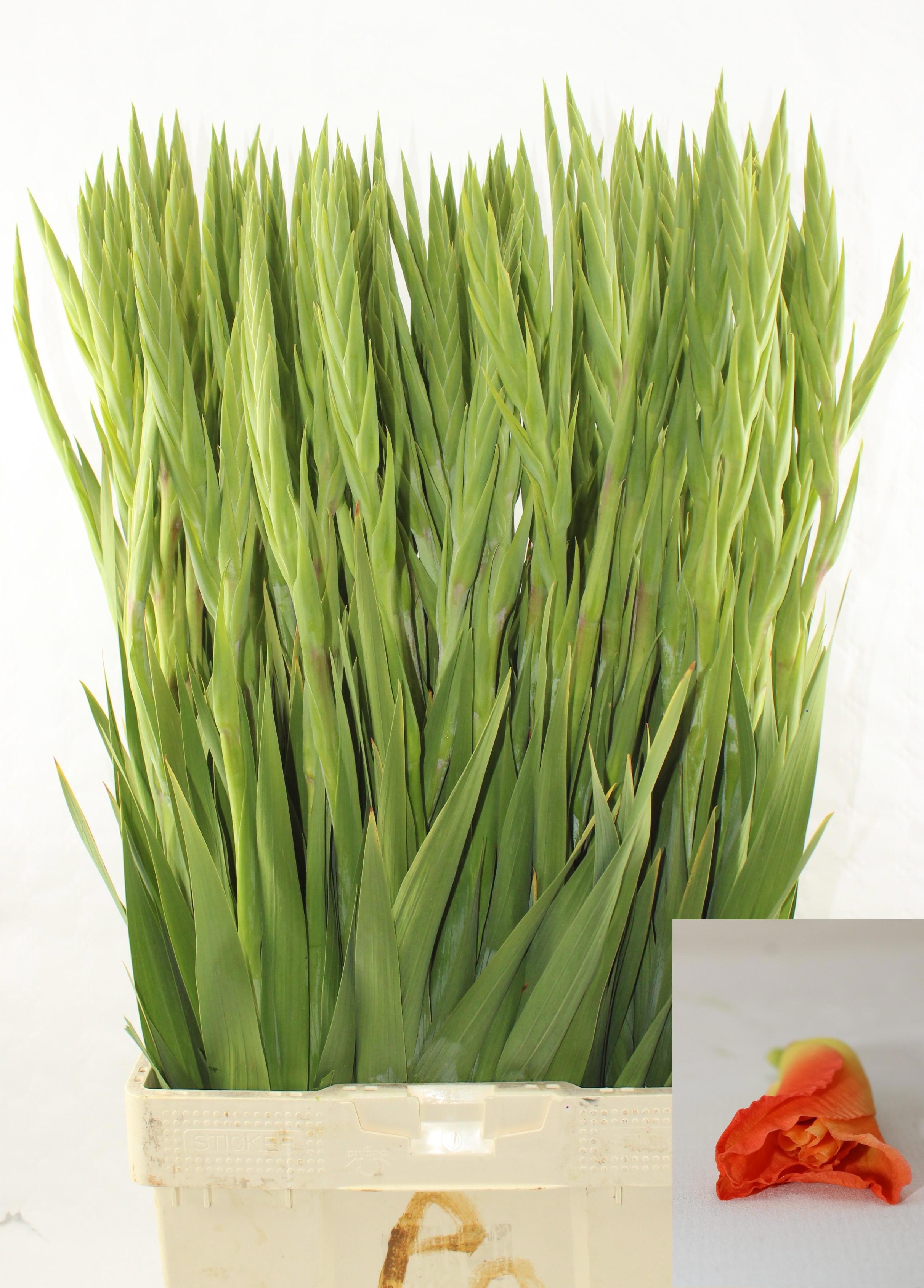 Gladiolus Pr Of Orange 100cm 180gram