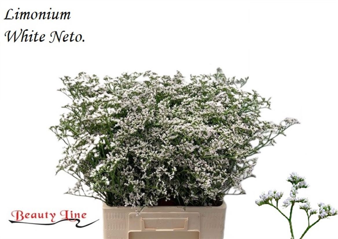 Limonium White Neto 70cm 30gram