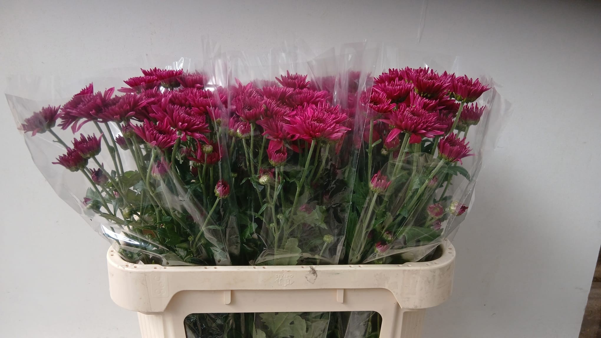 Chr T Podolsk Purple 60gram