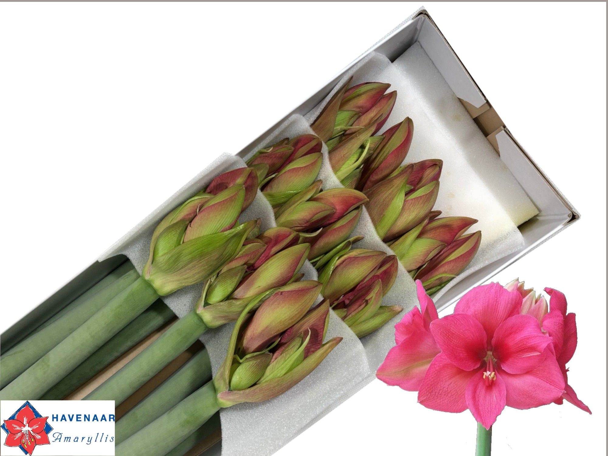 Hipp Ga Pleasure 4bl