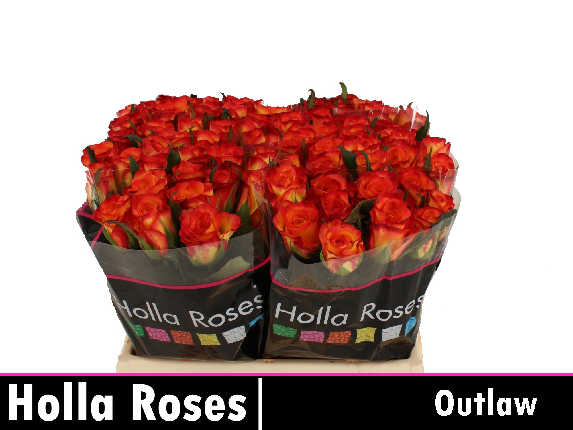 Rosa Outlaw 35cm