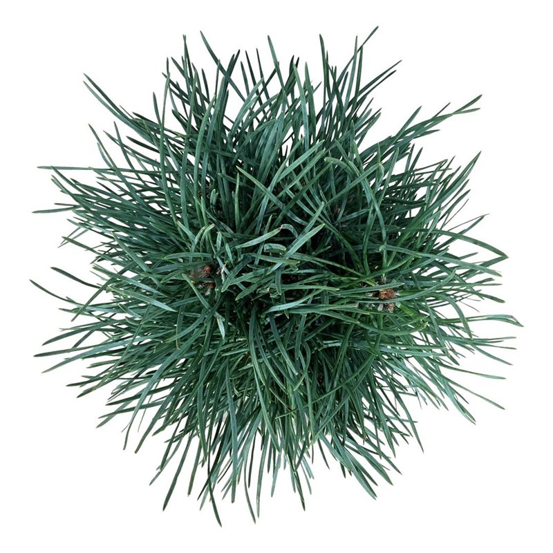 Picture of Pinus sylv. 'Fastigiata'