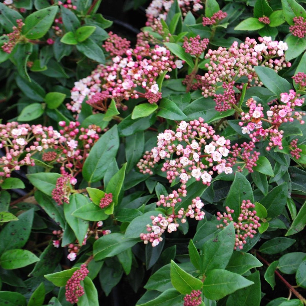 Picture of Viburnum tinus ‘Eve Price’