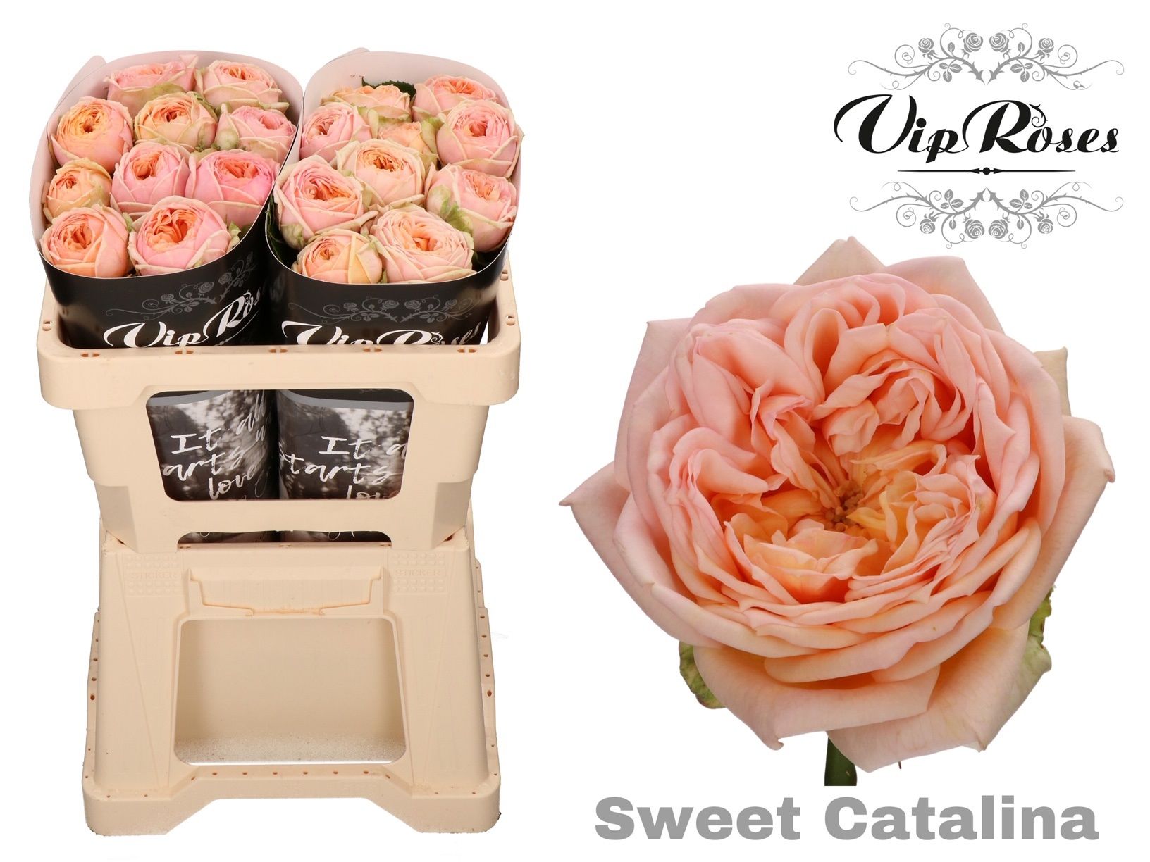 R Gr Sweet Catalina+