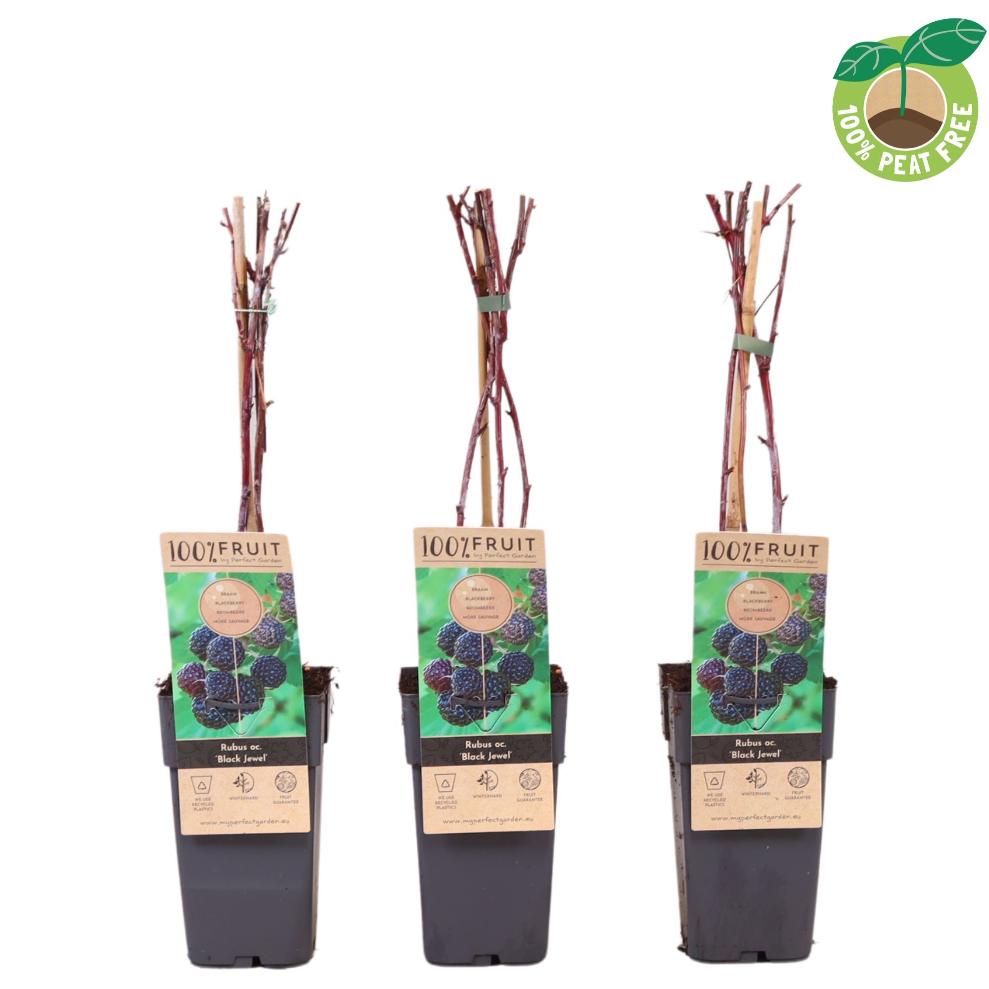 Picture of Rubus occidentalis Black Jewel P15 (2 Ltr/high)