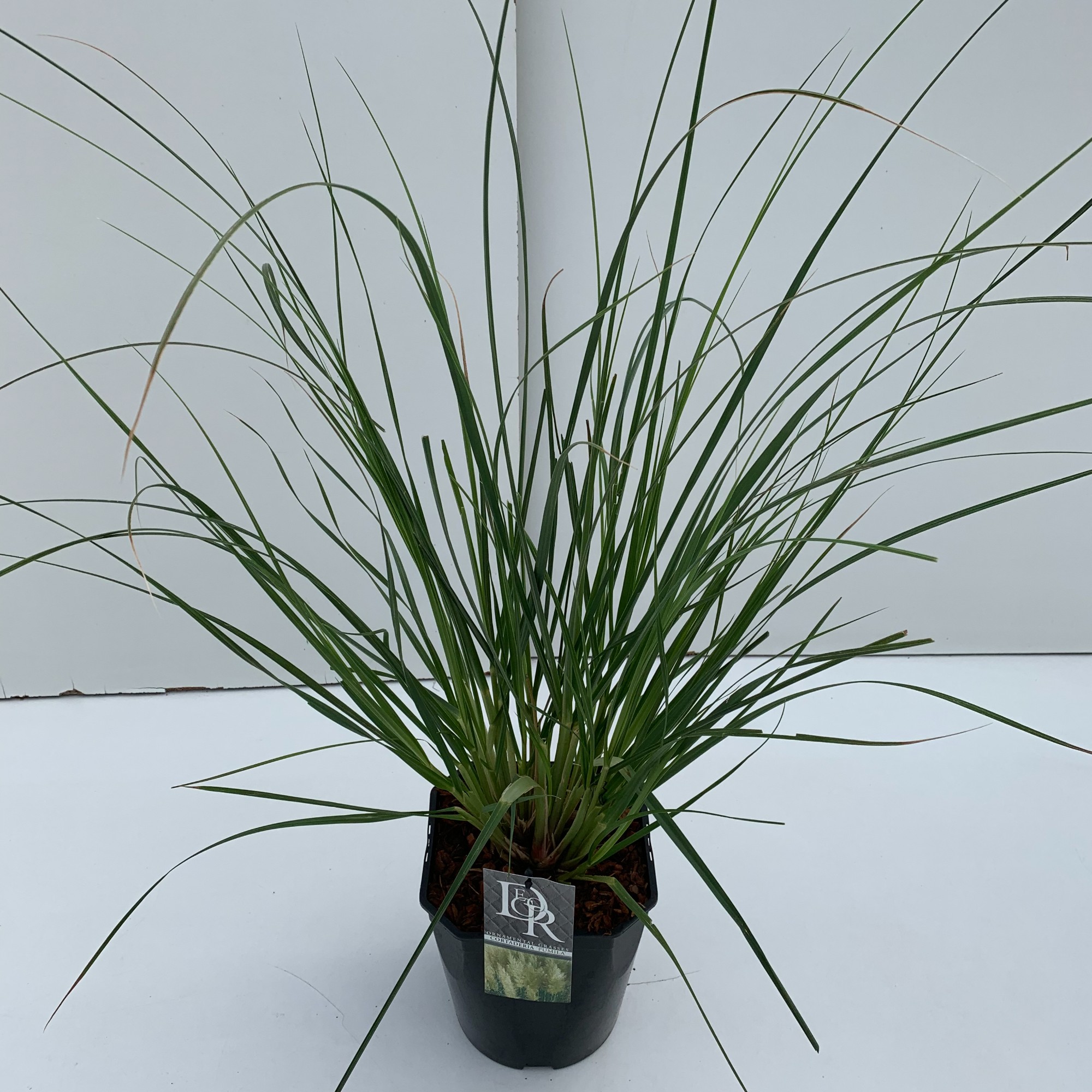 Picture of Cortaderia sell. Pumila P23 (5 Ltr) SQUARE