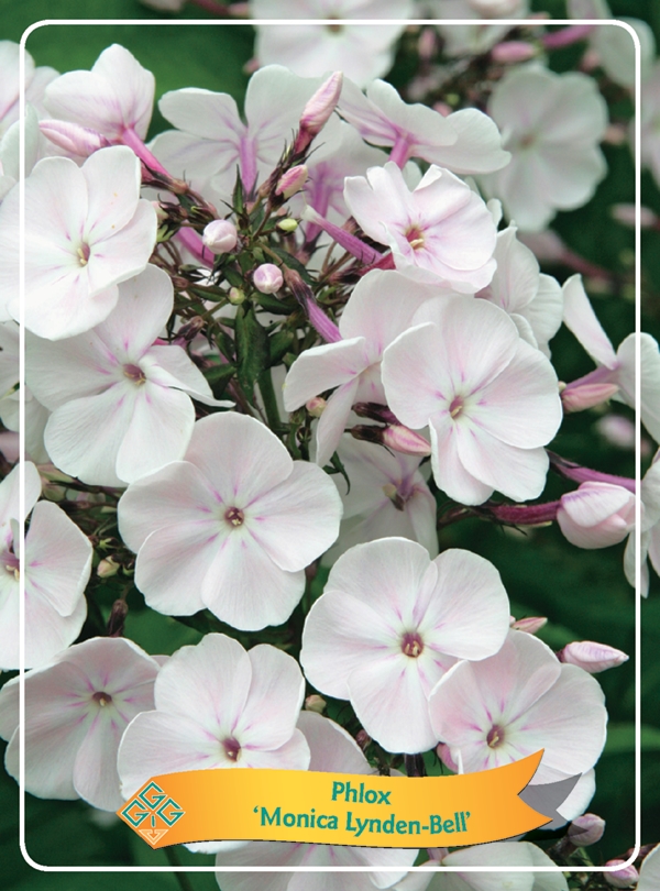 Picture of Phlox paniculata mix 6x10 srt. per shelve P11