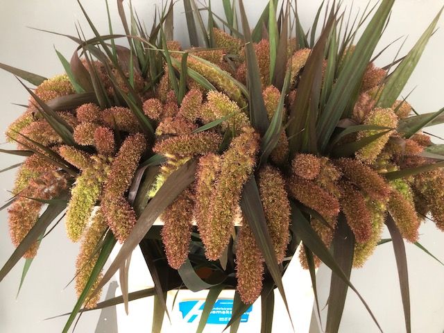 Setaria It Red Jewel