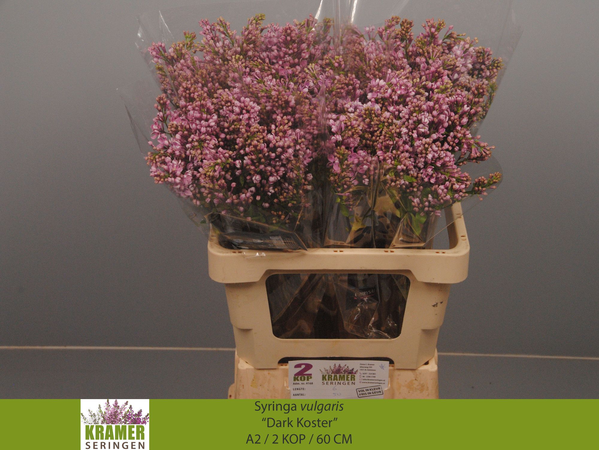 Lilac Dark Koster 60cm 2