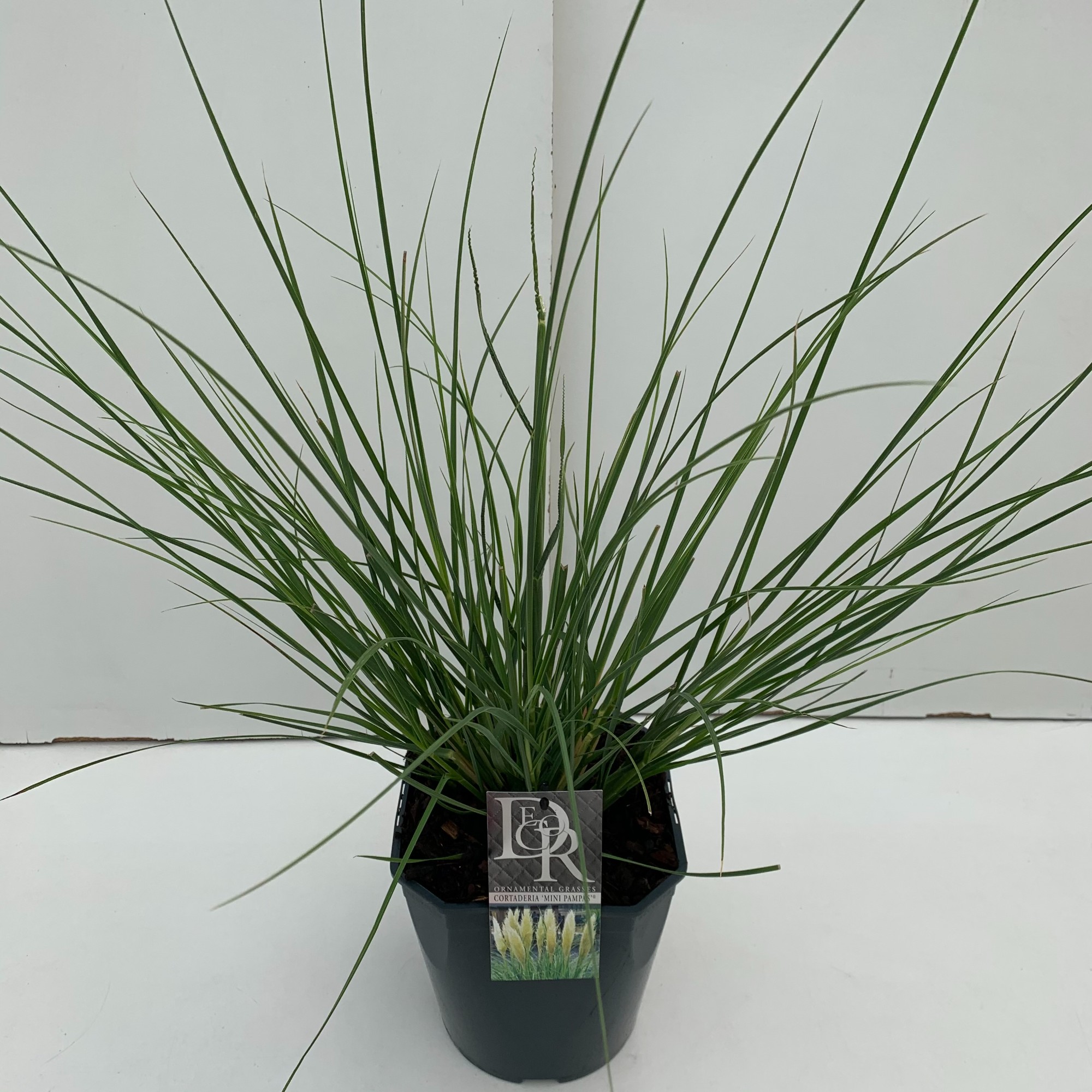 Picture of Cortaderia sell. Mini Pampas P23 (5 Ltr) SQUARE