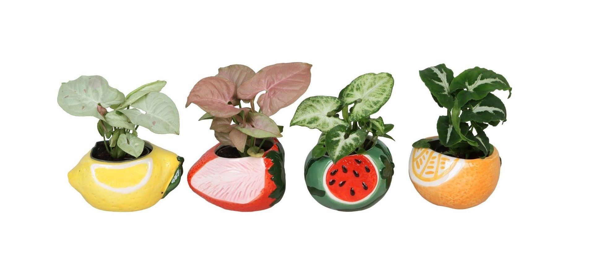 Syngonium L 66688 with Syngonium Mix