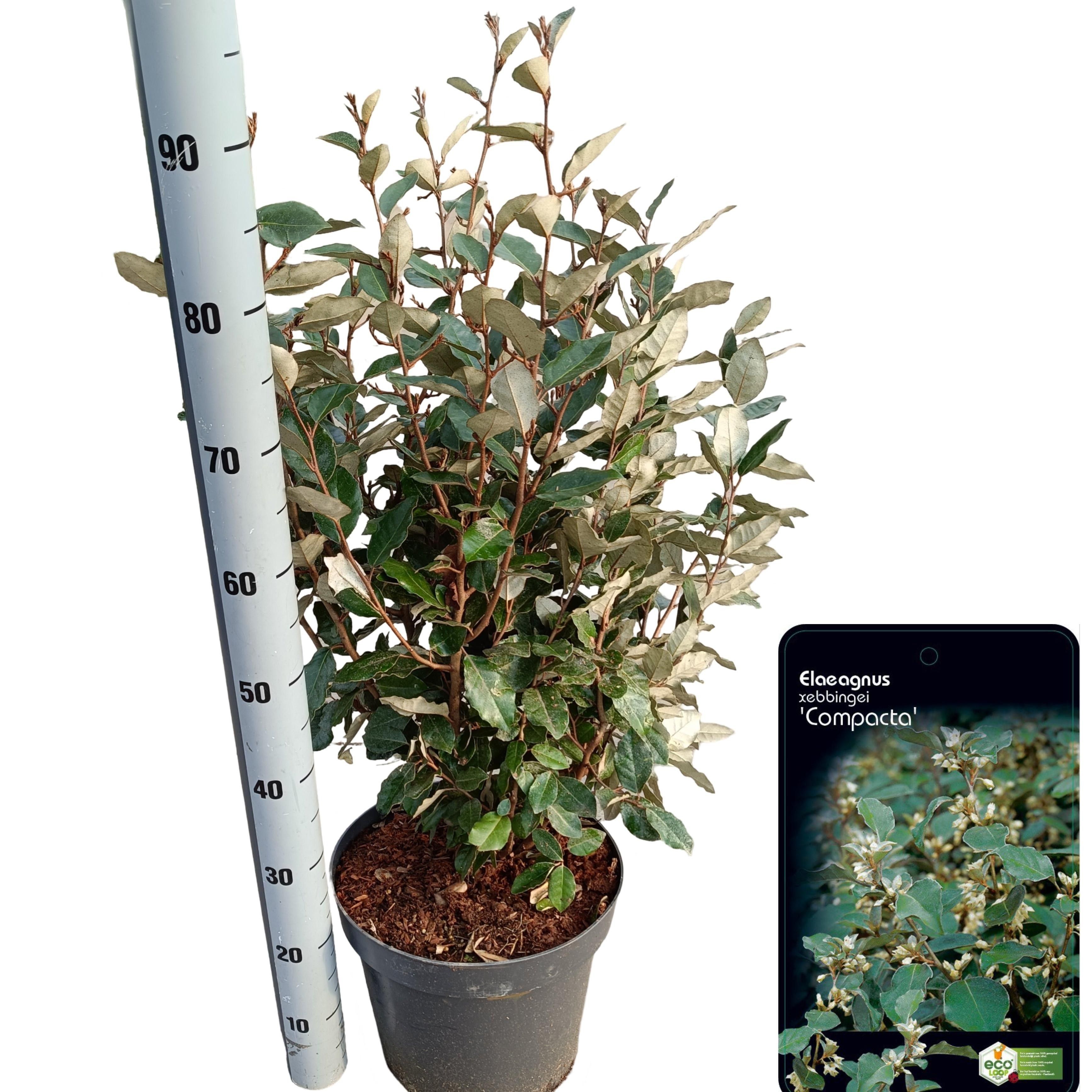 Picture of Elaeagnus ebb. 'Compacta' PBR
