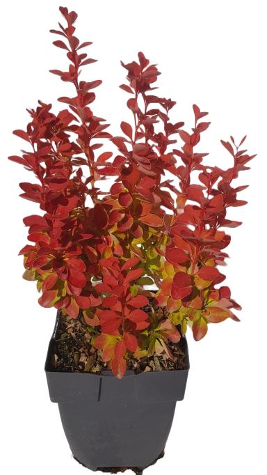 Picture of Berberis thunbergii 'Orange Ice'® P17