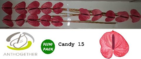 Anth A Candy