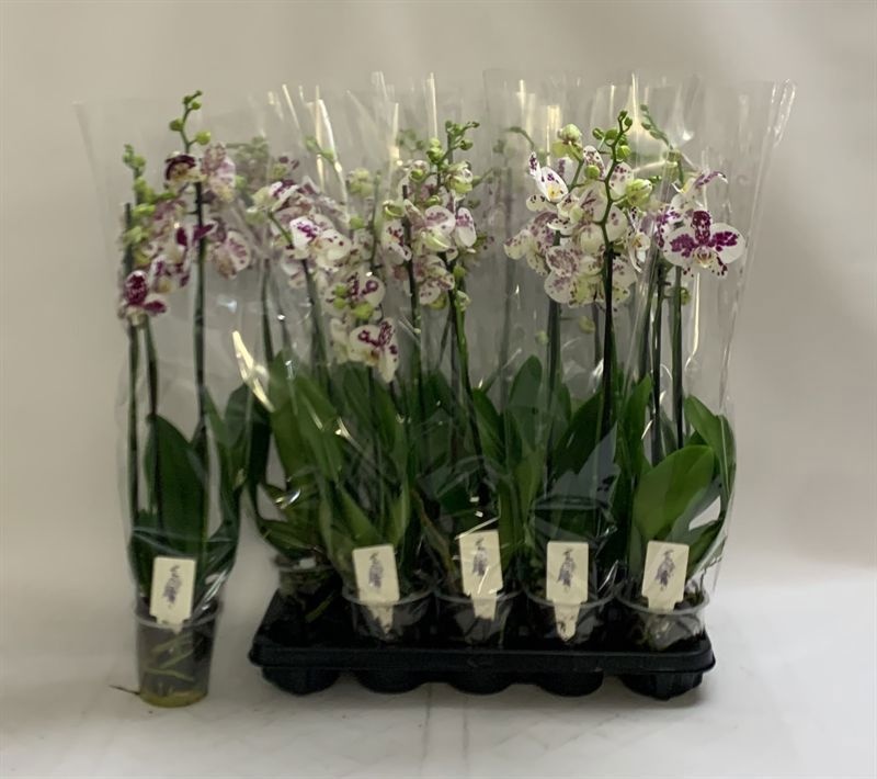 Phal An Marrakesh 12Ø 70cm